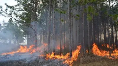 Wildfire Risk featured image